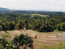 Ricefields Bali